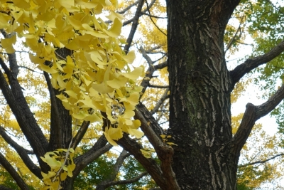 MASH(ﾏｯｼｭ) 秋、見れるうちにたくさん触れる