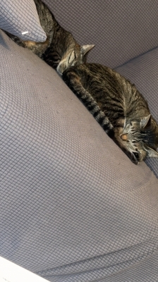 HYO(ﾋｮｳ) 仮眠場所取られてる🐱