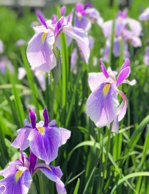 REO (ﾚｵ) 花菖蒲✨