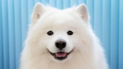 YUKINO(ﾕｷﾉ) 好きな犬種ランキング