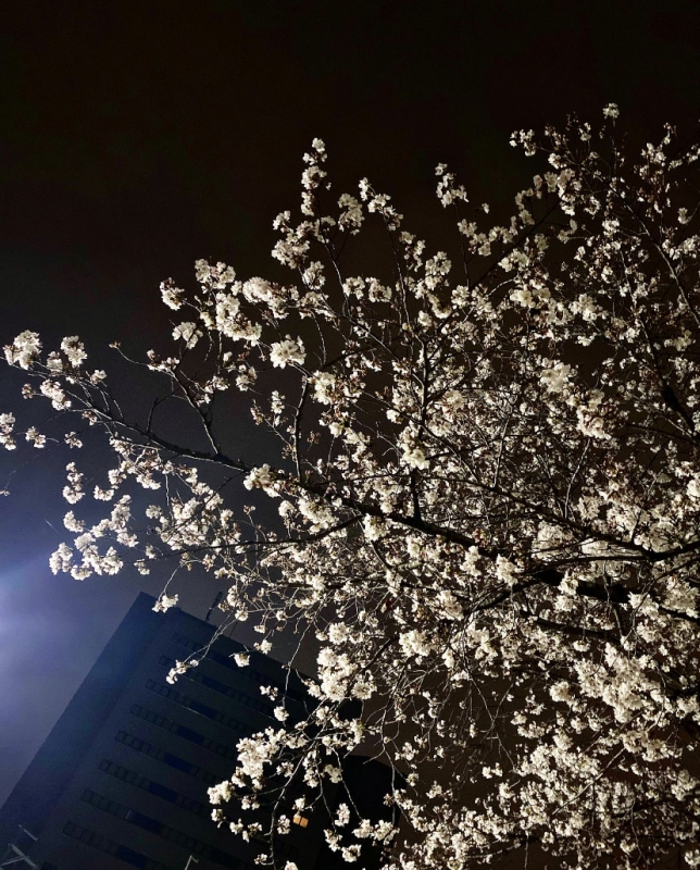 DAN(ﾀﾞﾝ) 開花