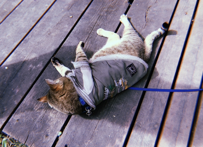 MOCHI（ﾓﾁ） ダラけている。