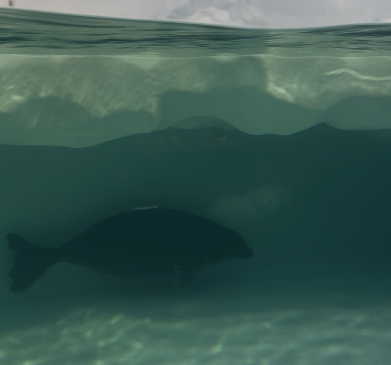 SHINGETSU(ｼﾝｹﾞﾂ) アザラシ