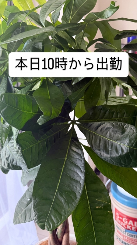 ARASHI(ｱﾗｼ) 【出勤なう】