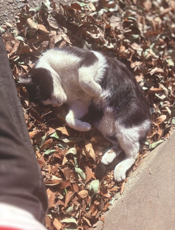 MOCHI（ﾓﾁ） 落ち葉に埋もれる猫。