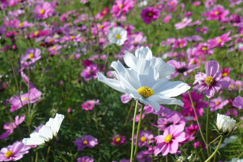 MASH(ﾏｯｼｭ) 秋桜を撮ってきた📷　Ⅱ