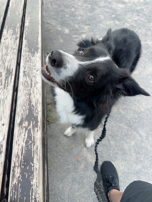 ATSUMU(アツム) ノエルと朝んぽ