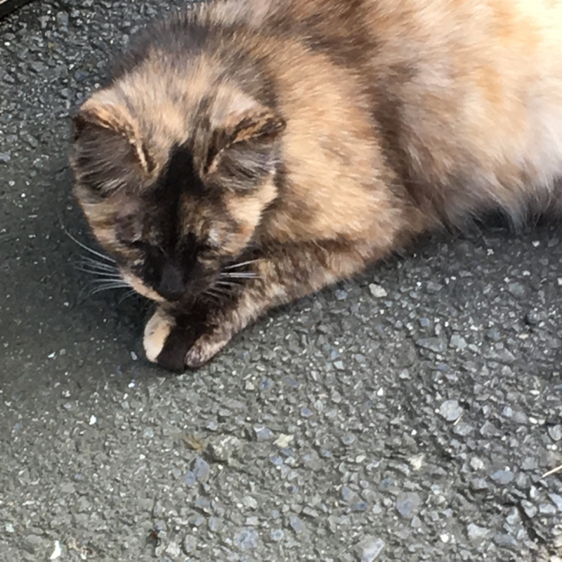 RUI(ルイ) 野良猫ちゃん