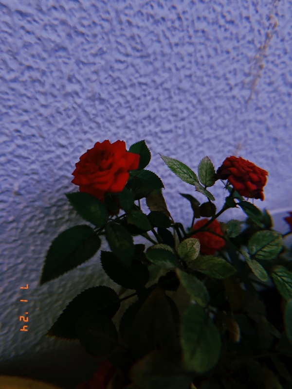KEEYA(ｹｰﾔ) 赤い薔薇