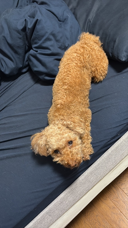 ASUMURA(ｱｽﾑﾗ) 体型気になるんです…とか年齢的に大丈夫かな…？の心配を聞きますが