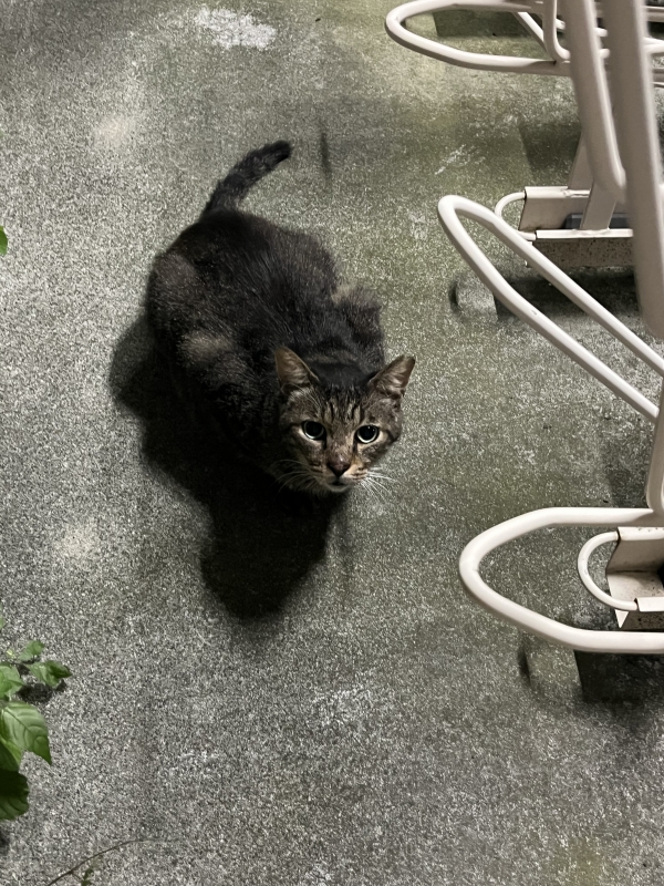 SHINNOSUKE(ｼﾝﾉｽｹ) どもねこおじです