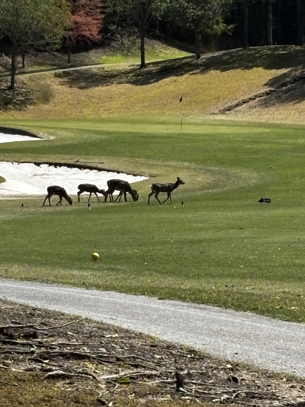 OZ(ｵｽﾞ) この後スタッフが美味しくいただきました