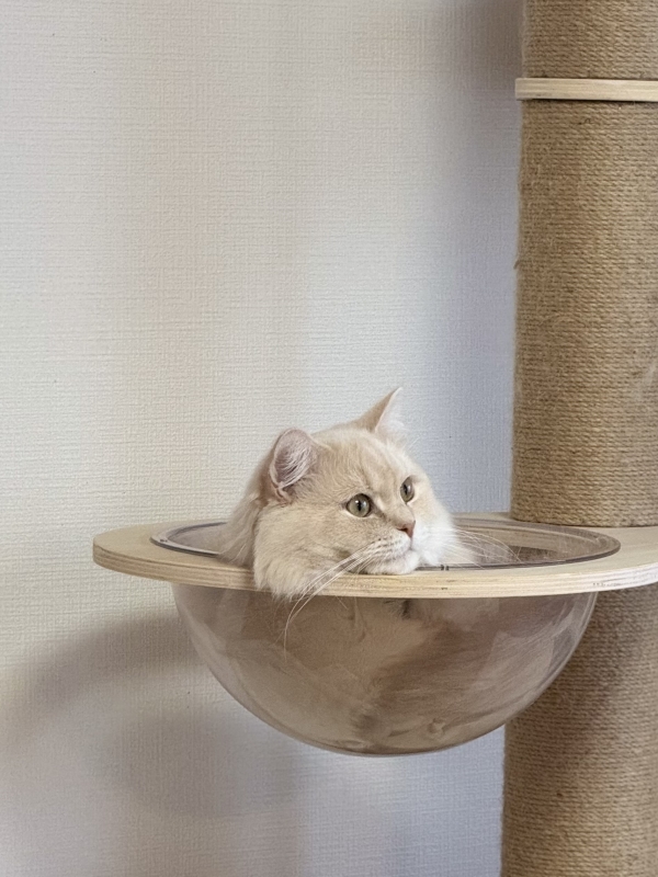 BOSS(ボス) (^ට ‧̫ ට^)੭