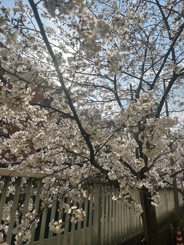 KOHKI(コーキ) 4月のお礼