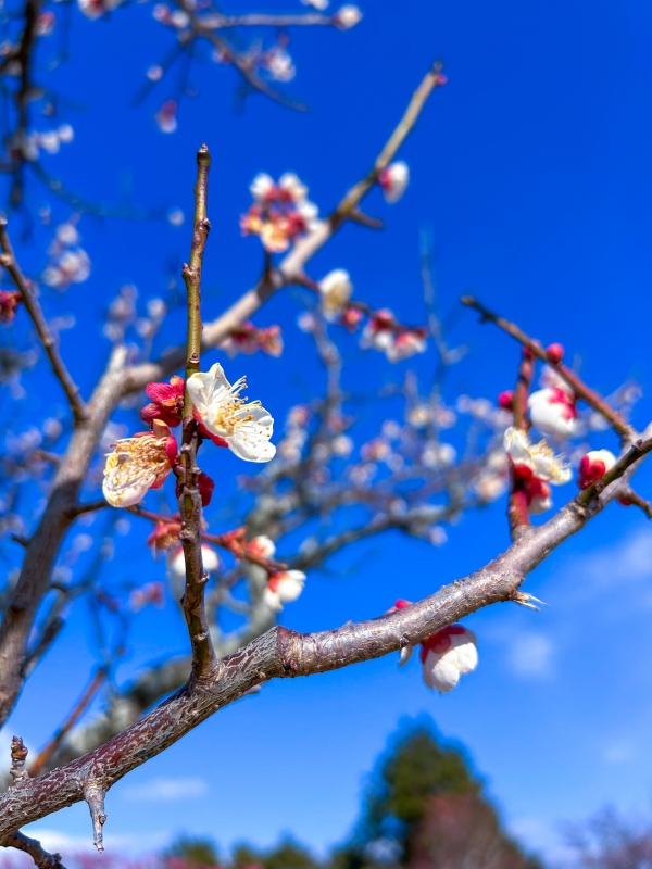 SHINICHI(ｼﾝｲﾁ) 春夏秋冬