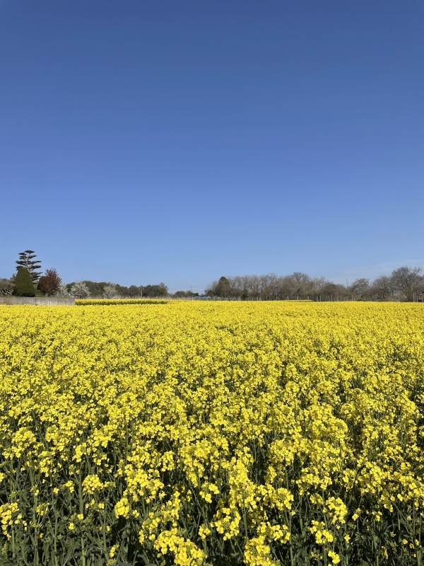 ATSUROU(ｱﾂﾛｳ) 春だよね🌼