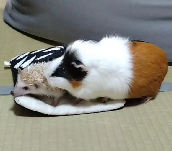 HASUMI(ﾊｽﾐ) 頭ぐるぐる