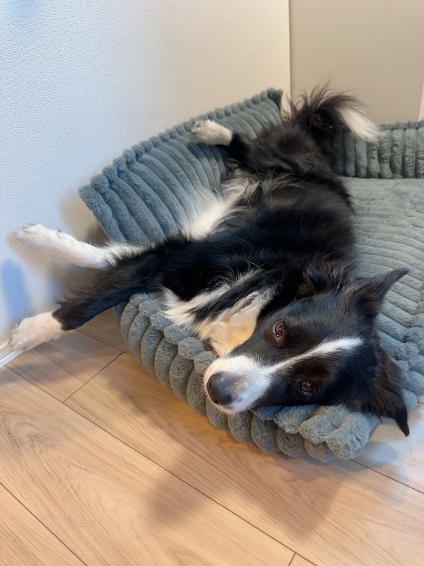 ATSUMU(アツム) 寝正月