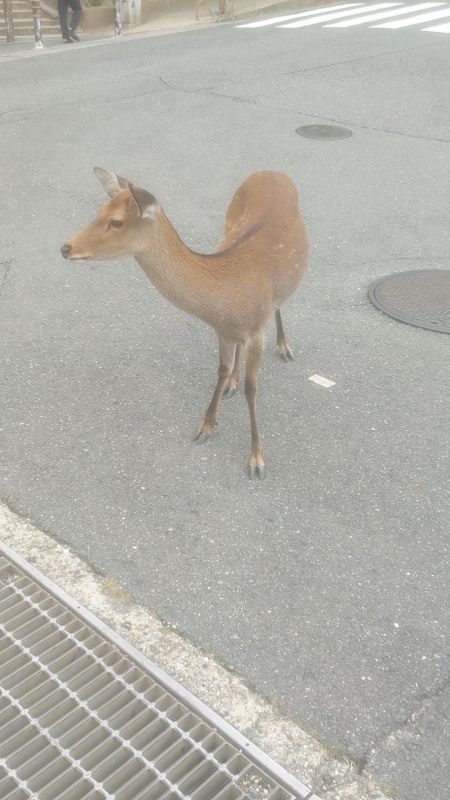 KONOSUKE(ｺｳﾉｽｹ) あと2日シカない