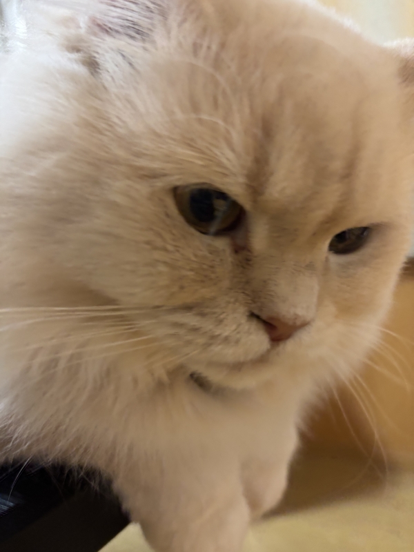 INASA(イナサ) ボスの見守り