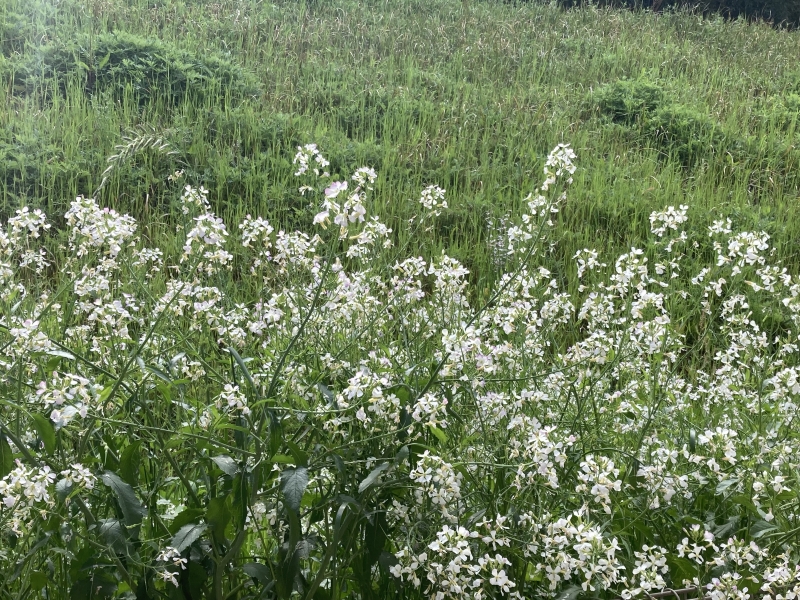 MIRAI(ミライ) 出勤してます!