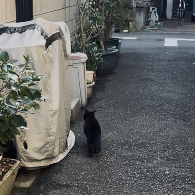 KOYOMI(ｺﾖﾐ) 犬系　猫系の話