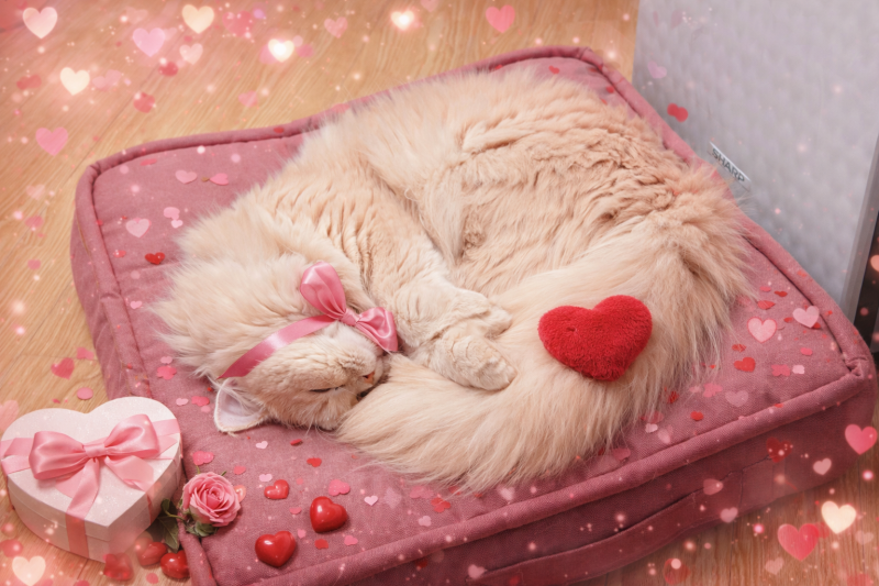 BOSS(ボス) (^ට ‧̫ ට^)੭