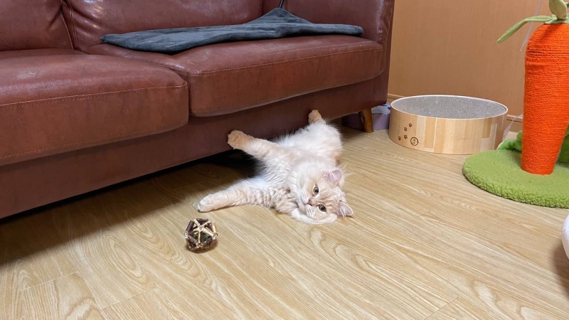 BOSS(ﾎﾞｽ) (^ට ‧̫ ට^)੭