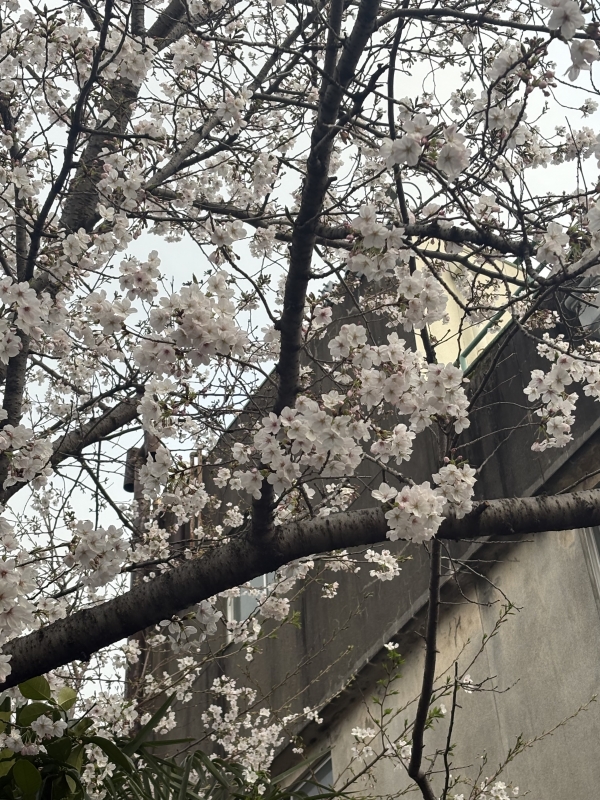 TENMA(ﾃﾝﾏ) もうすぐ春