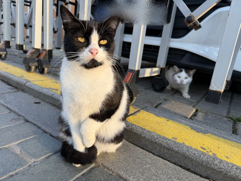 KIRITO(ｷﾘﾄ) 忍び寄るぬこ