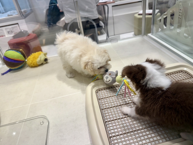 KIRITO(ｷﾘﾄ) 譲れない戦い