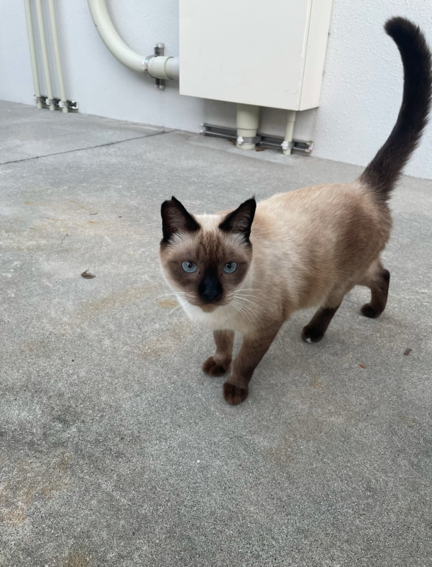 JIO(ジオ) 可愛い猫見つけた^ ^