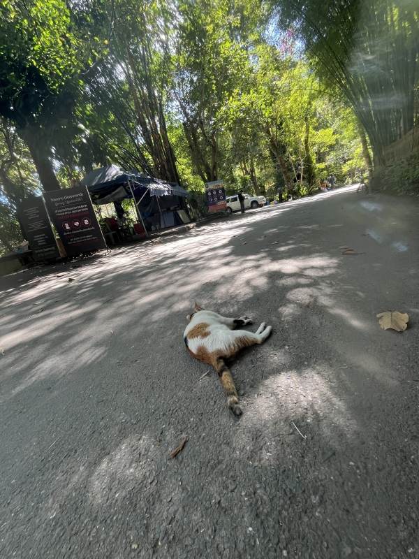 MOCHI（ﾓﾁ） あなただけの真実。
