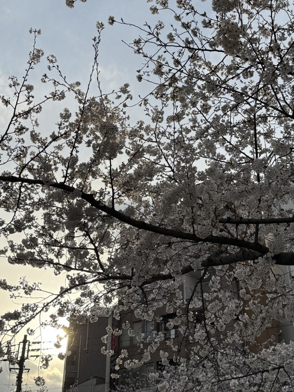 CHITOSE(ﾁﾄｾ) 今日の桜