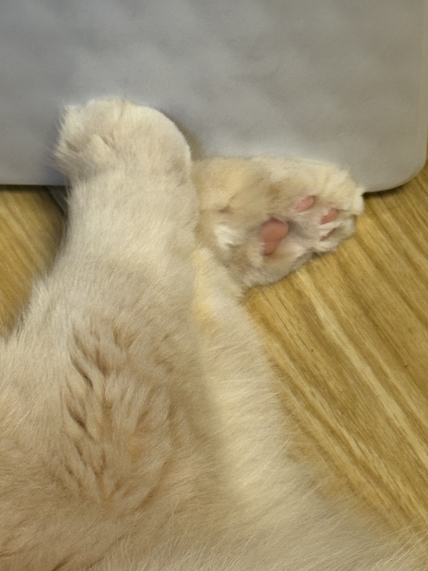 BOSS(ボス) (^ට ‧̫ ට^)੭