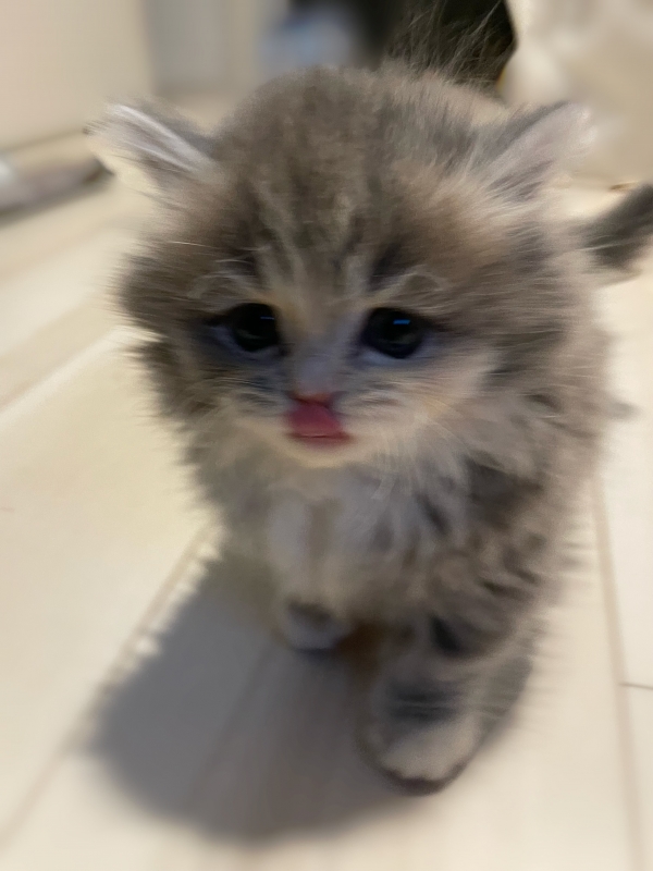 HIO(ヒオ) ねこの日