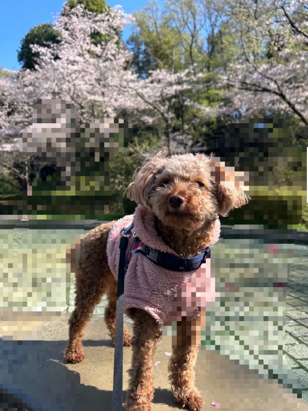 ASUMURA(ｱｽﾑﾗ) 今日は公園に行ってきました！！