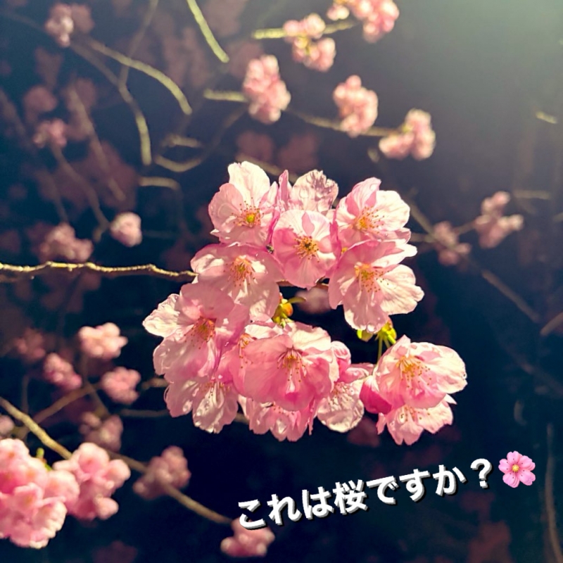 MIFUYU(ミフユ) さくら?