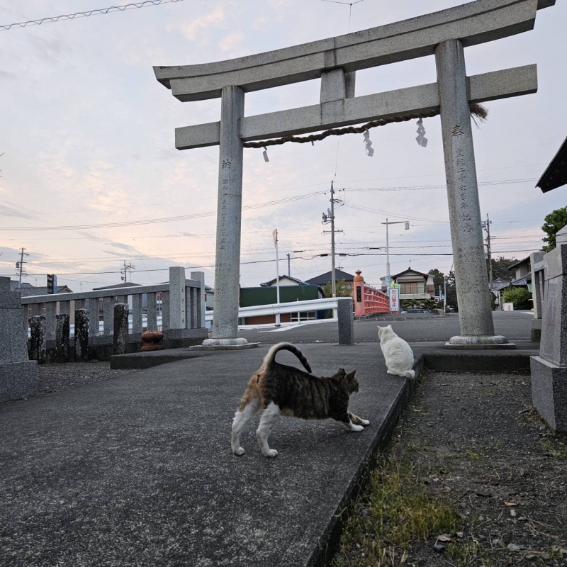 JIROU(ｼﾞﾛｳ) ねこねこ
