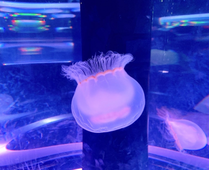 NISHI（ﾆｼ） 【スケジュール更新】