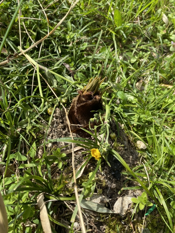 RYUKA(ﾘｭｶ) たけのこ発見発掘隊 〜2026年報告会〜