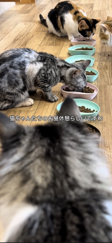 HIRO（ヒロ） 猫カフェ行ってきましたvlog