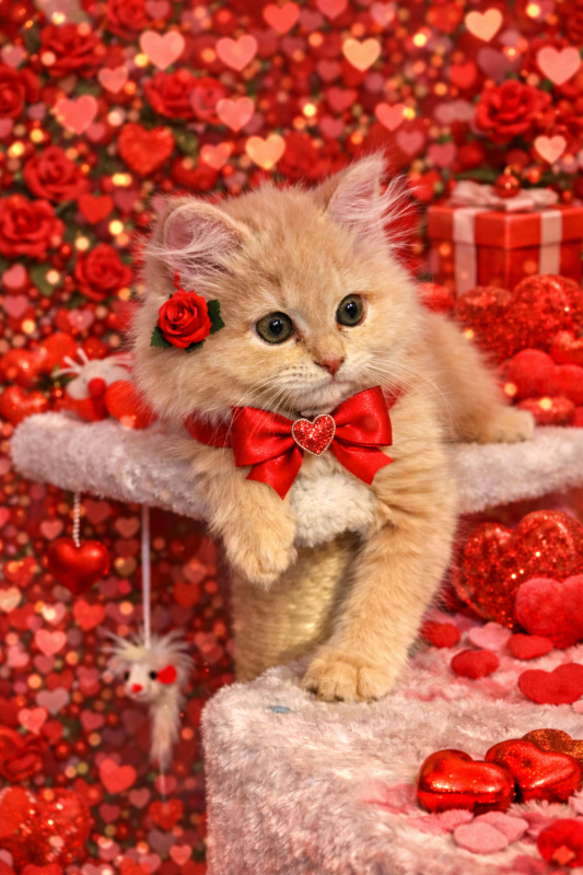 BOSS(ボス) (^ට ‧̫ ට^)੭