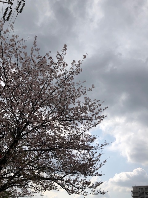 MAIRO（ﾏｲﾛ) 桜 曇り 晴れ間