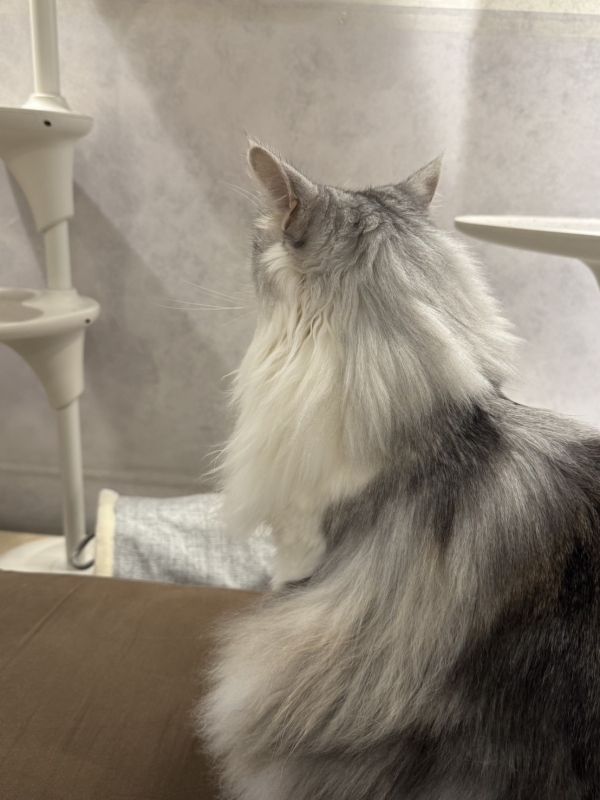 SHU(シュウ) 今年のテーマは、 「猫のように、自分らしく生きること」です🐈⬛