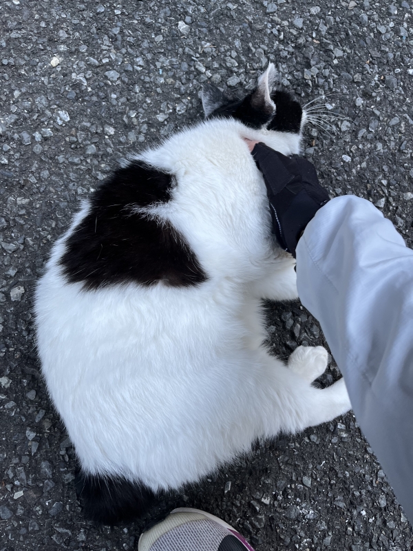 SHINNOSUKE(ｼﾝﾉｽｹ) 朝ぶっちゃー