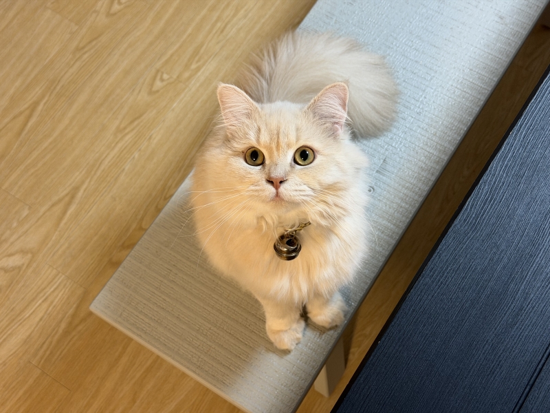 BOSS(ボス) (^ට ‧̫ ට^)੭