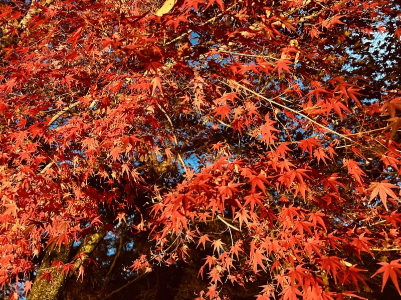 IKUTO(イクト) 御礼