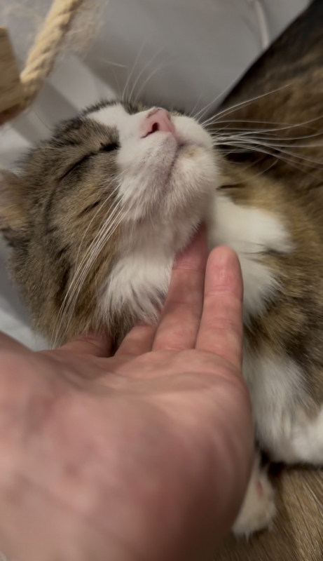 KIRITO(ｷﾘﾄ) ナデ