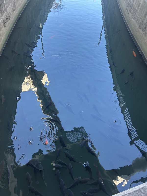 KONOSUKE(ｺｳﾉｽｹ) こんなでかい鯉ばっかいることあんの